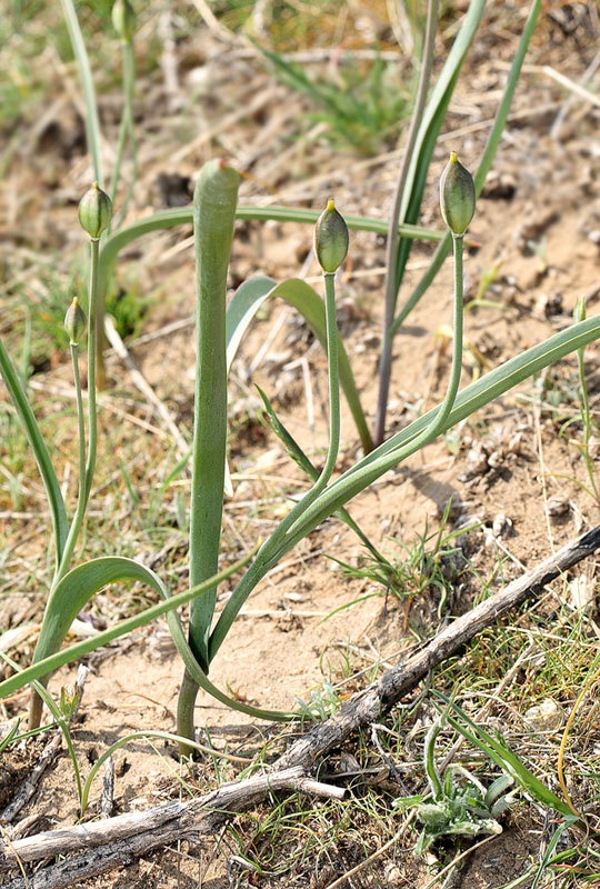 Изображение особи Tulipa biflora.