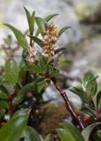 Salix caucasica. Веточка с соплодиями. Карачаево-Черкесия, Урупский р-н, Кавказский биосферный заповедник, Имеретинские озёра, у ручья, вытекающего из оз. Географов, ≈ 2700 м н.у.м., альпийский луг. 27.07.2022.