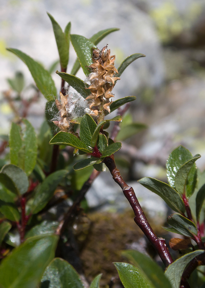 Image of Salix caucasica specimen.