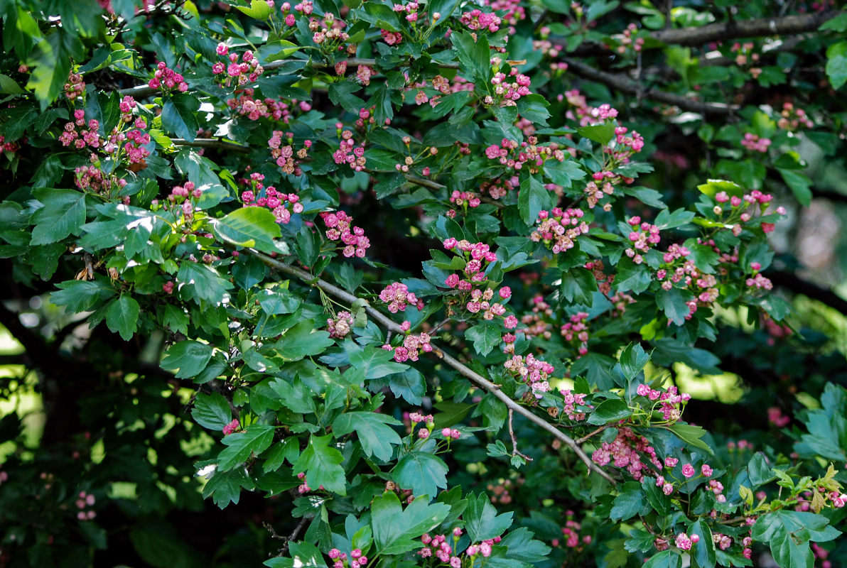 Image of Crataegus &times; media specimen.