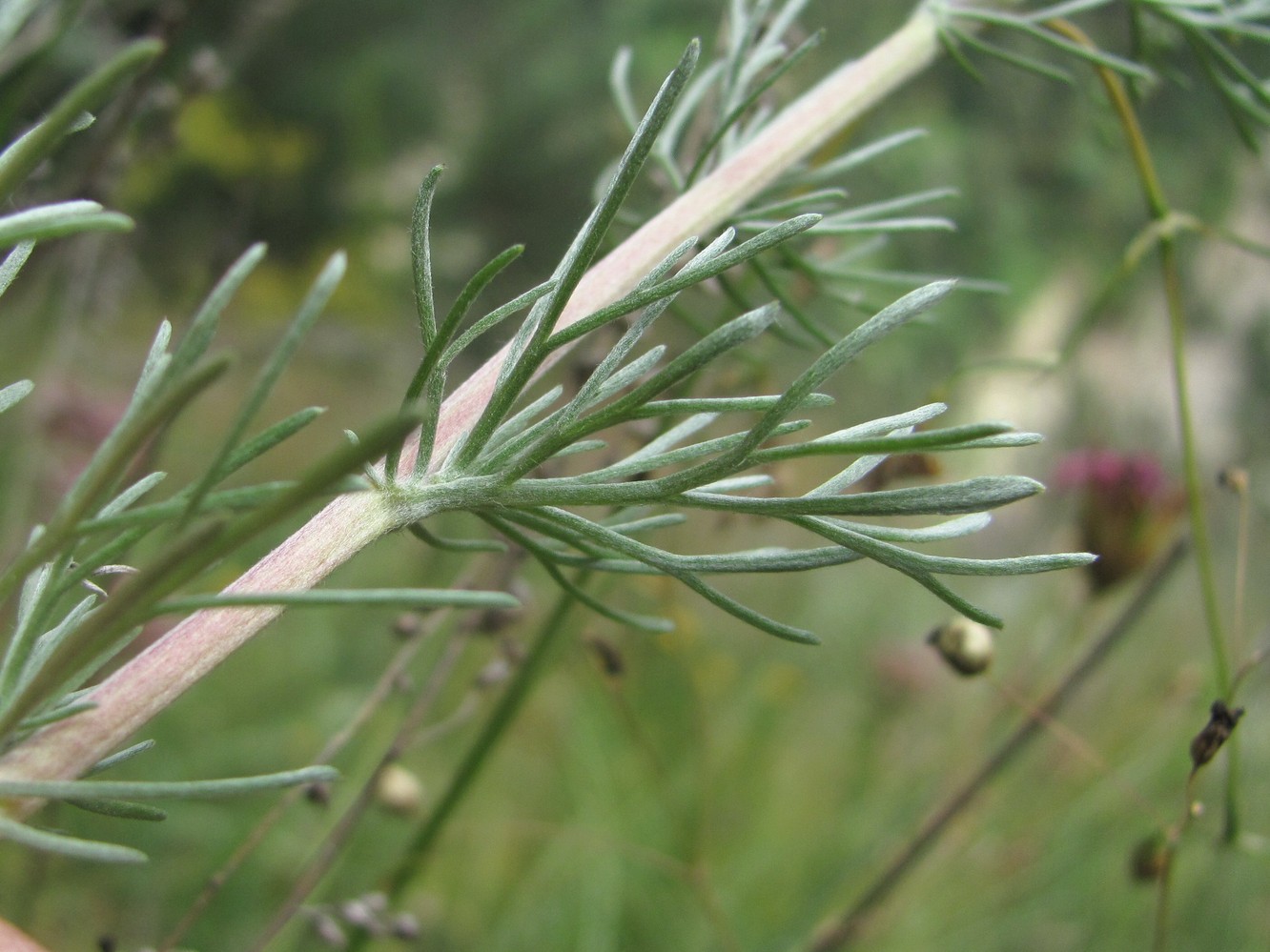 Image of Artemisia marschalliana specimen.