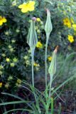 род Tragopogon. Верхушка растения с отцветшими соцветиями. Польша, Любушское воеводство, Мендзыжечкий повят, г. Тшцель, АЗС. 07.07.2010.