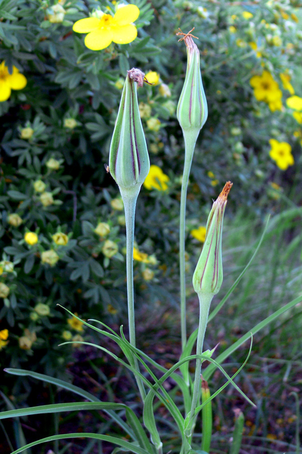 Изображение особи род Tragopogon.