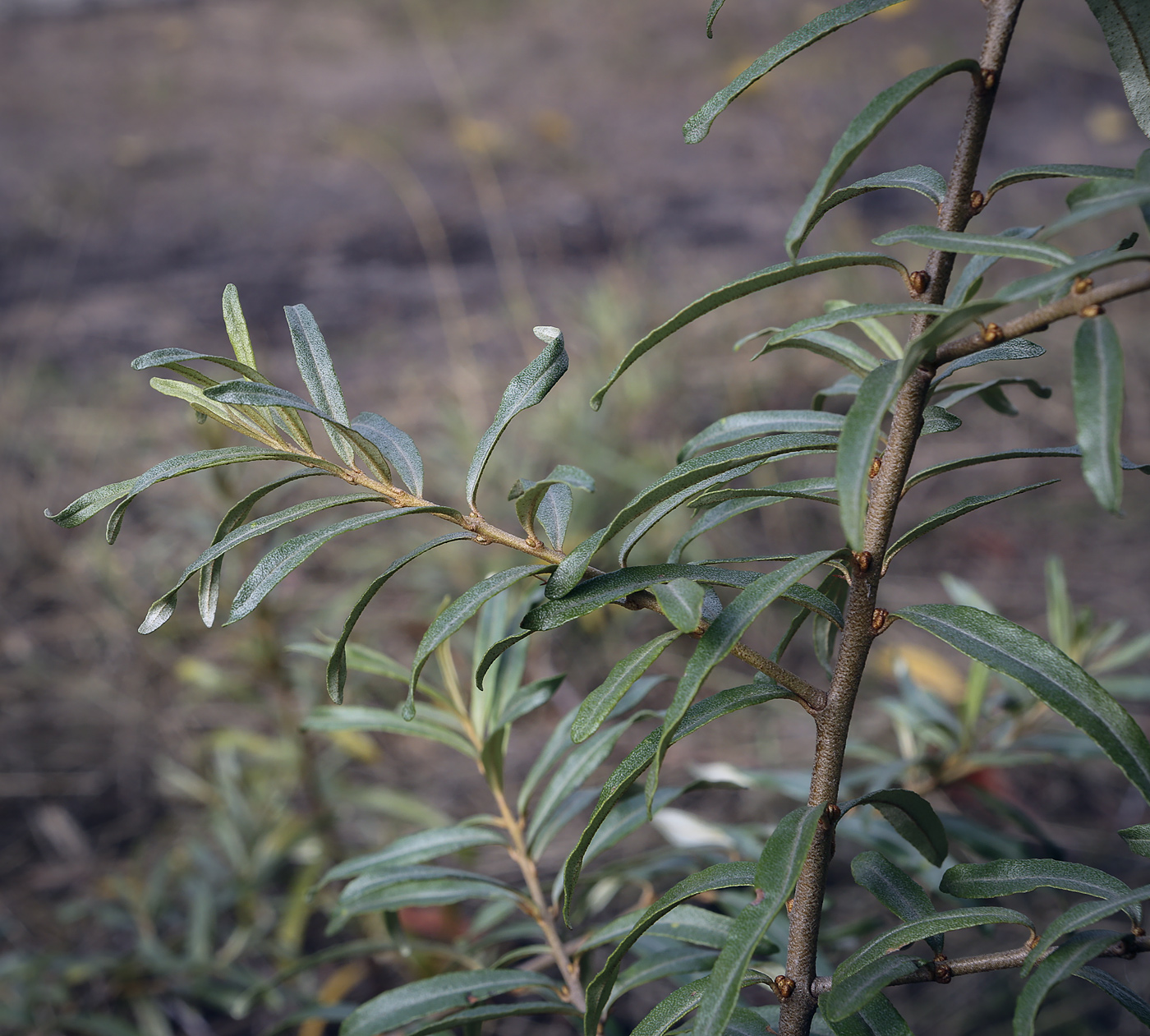 Image of Hippophae rhamnoides specimen.