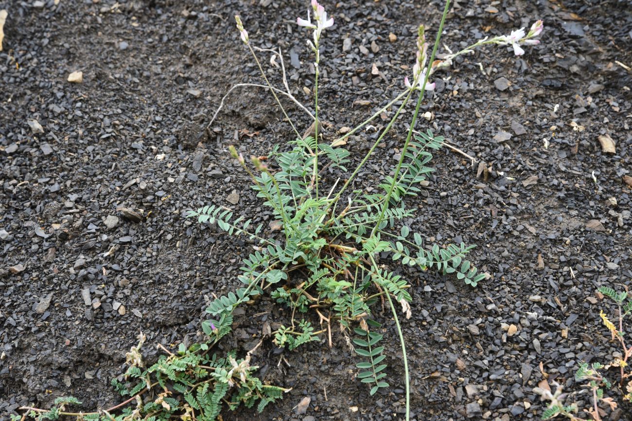 Image of genus Onobrychis specimen.