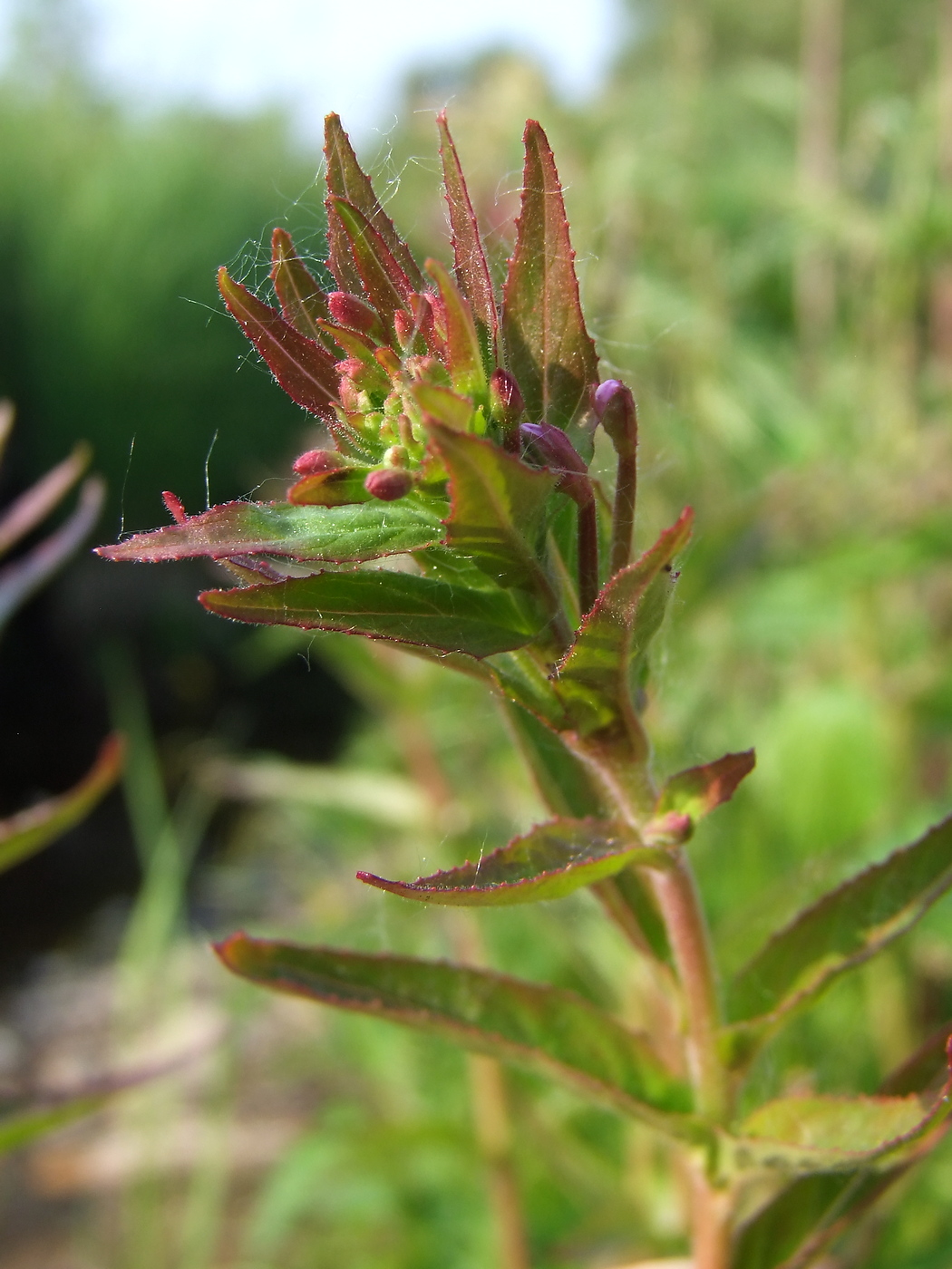 Image of Epilobium glandulosum specimen.