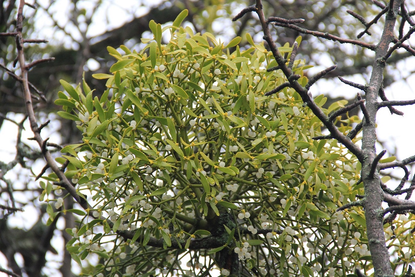 Image of Viscum album specimen.