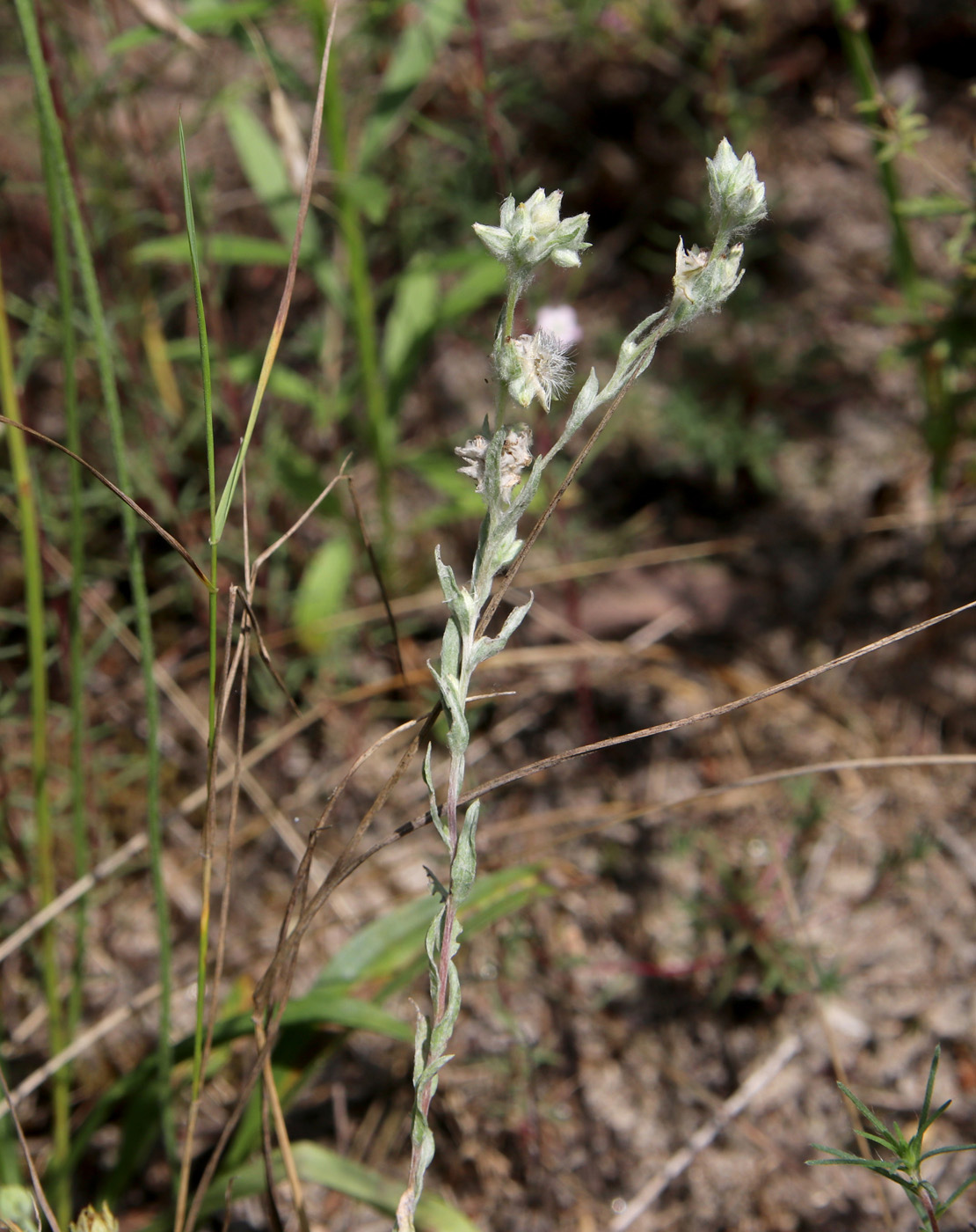 Image of Filago arvensis specimen.