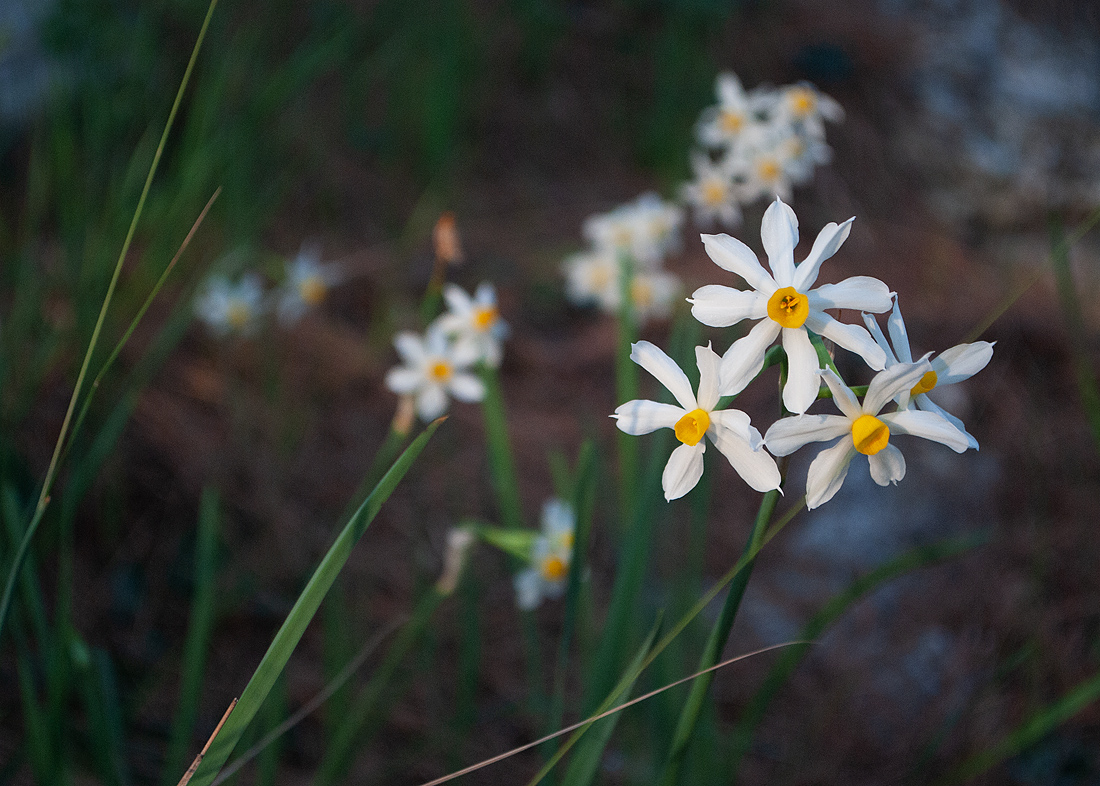 Image of Narcissus tazetta specimen.