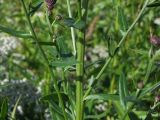 Cirsium setosum. Побеги с нераскрывшимися соцветиями. Магаданская обл., окр. г. Магадан, нижнее течение р. Магаданка, разнотравная поляна. 11.09.2018.