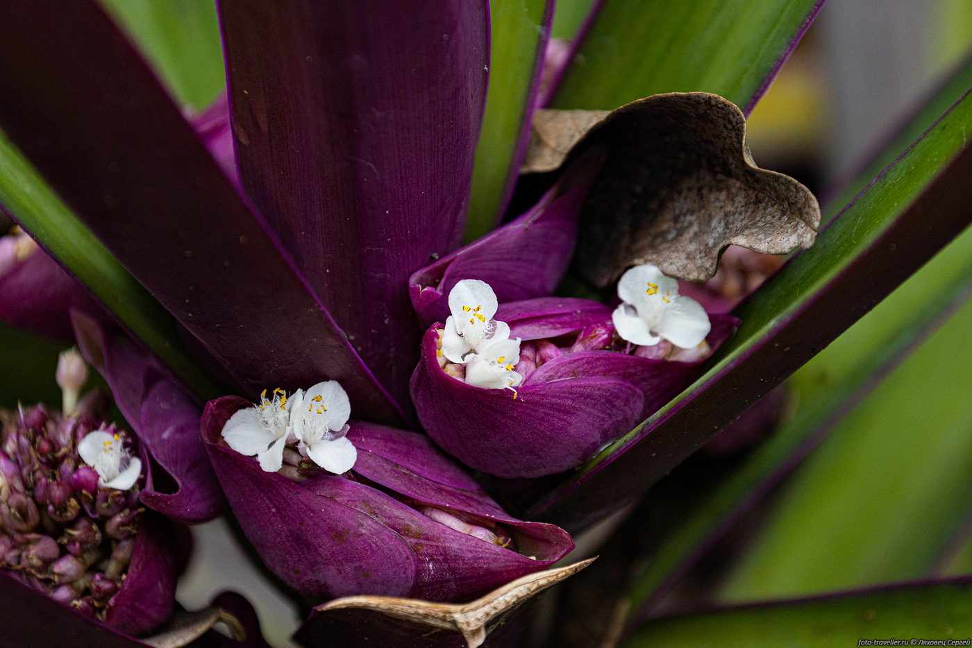 Image of Rhoeo spathacea specimen.