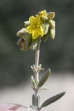 Helianthemum syriacum