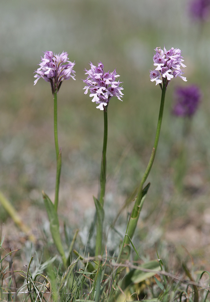 Изображение особи Neotinea tridentata.