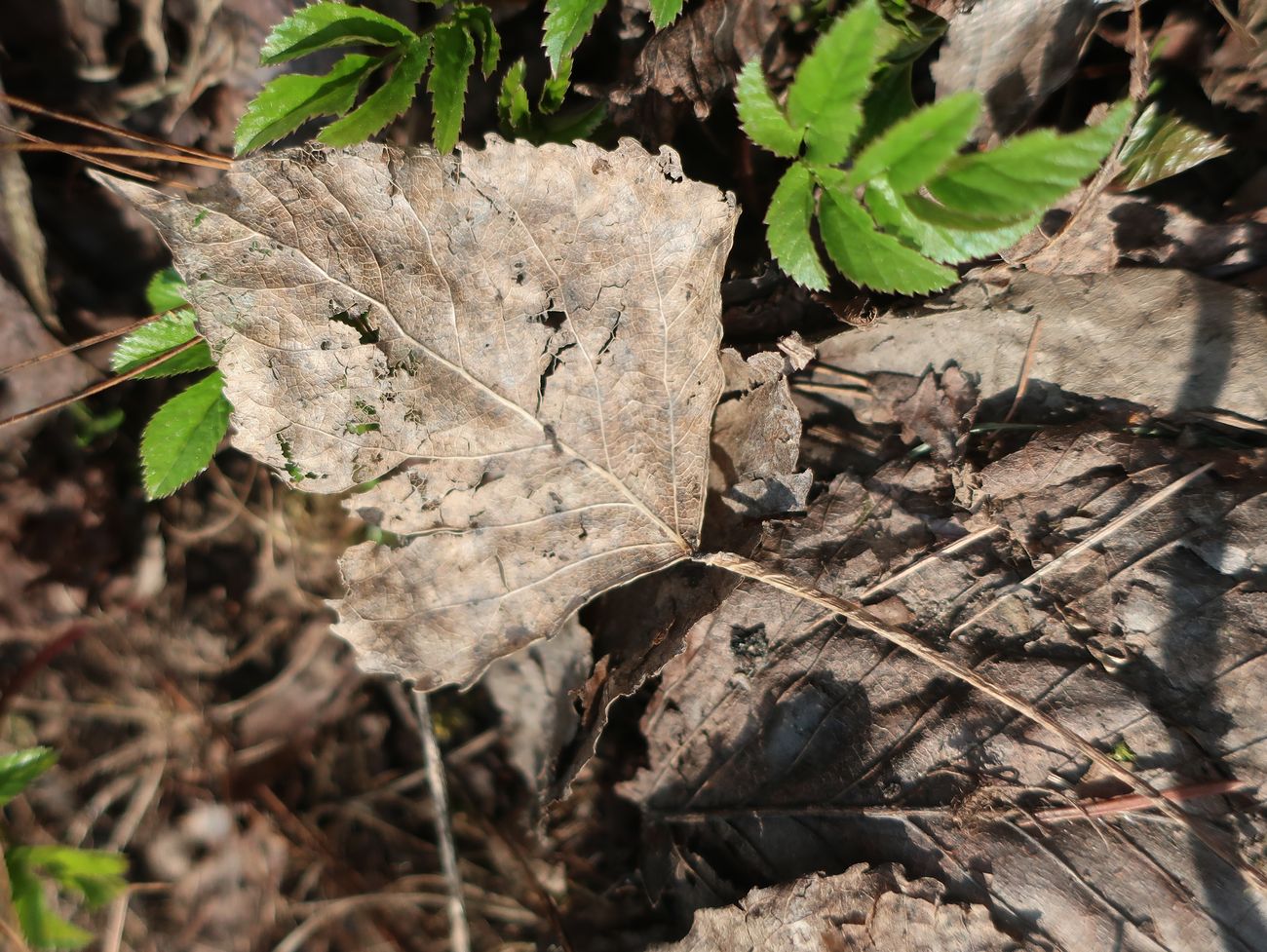 Image of Populus nigra specimen.