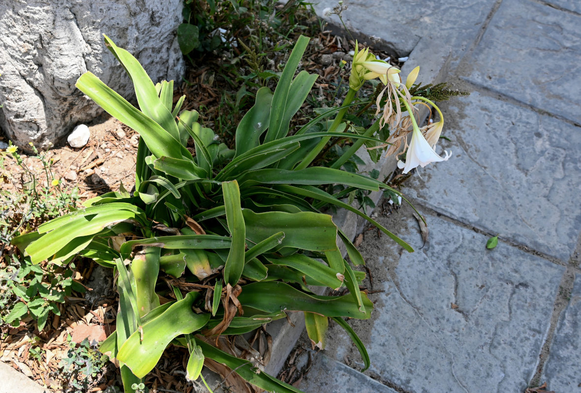 Image of Crinum &times; powellii specimen.