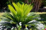 Cycas revoluta. Листья вегетирующего растения. Египет, мухафаза Асуан, г. Асуан, в культуре. 03.05.2023.