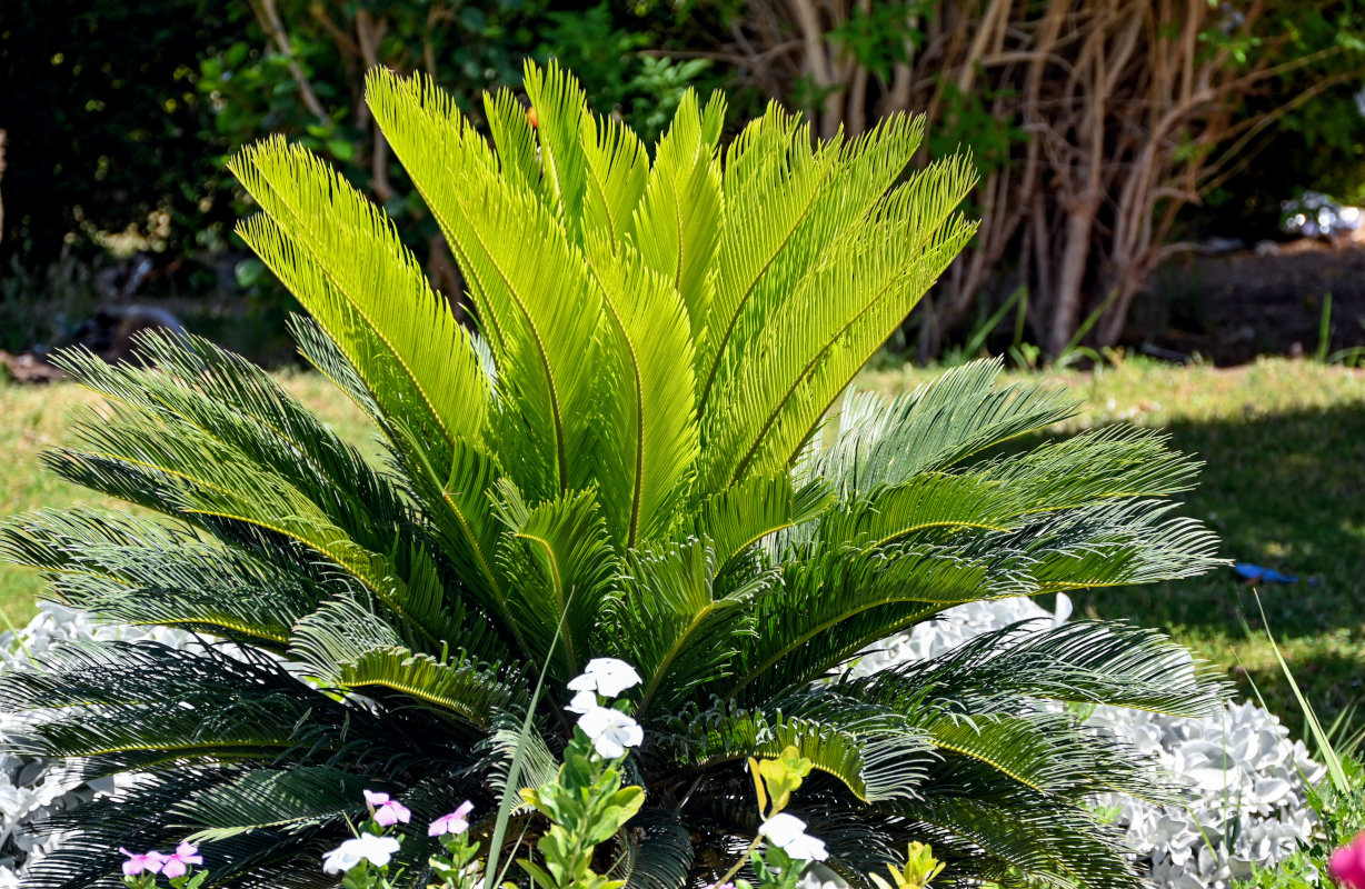 Image of Cycas revoluta specimen.