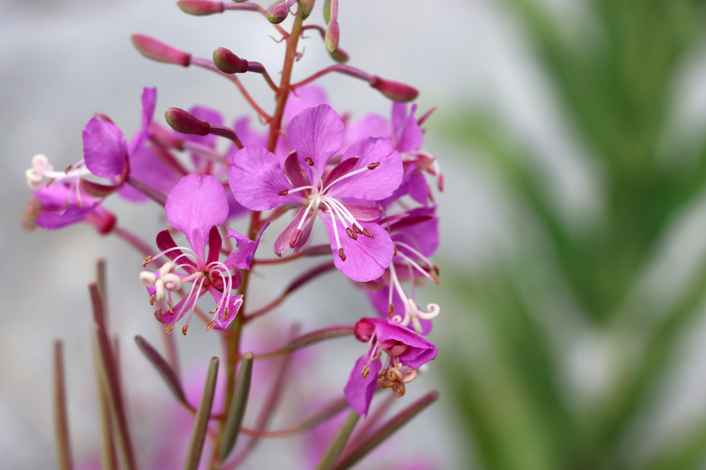 Изображение особи Chamaenerion angustifolium.