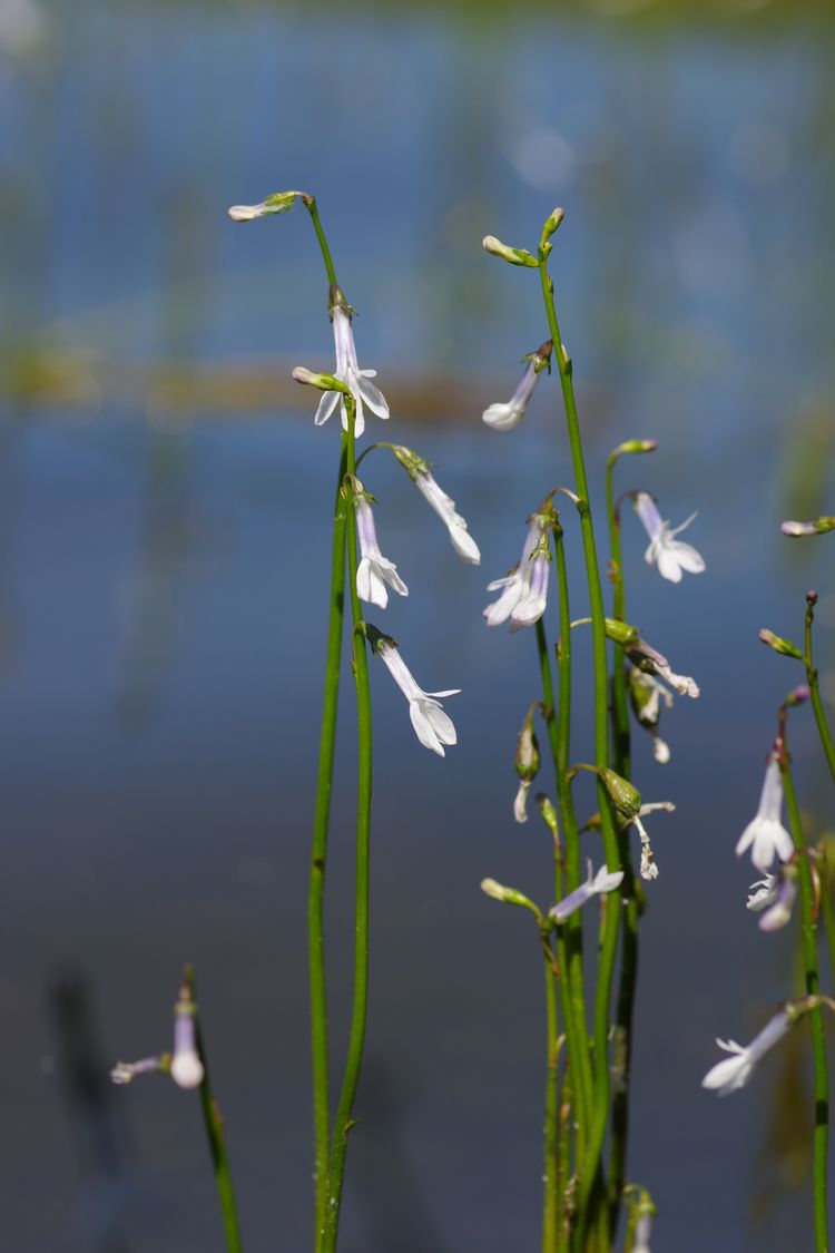 Image of Lobelia dortmanna specimen.