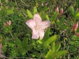 Rhododendron schlippenbachii. Веточка с цветком и бутонами. Владивосток, Ботанический сад-институт ДВО РАН. 22 мая 2010 г.