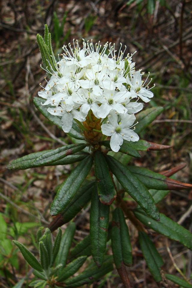 Image of Ledum maximum specimen.