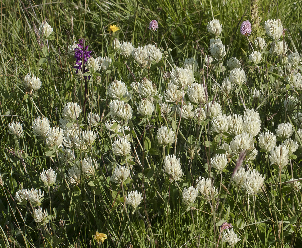 Image of Trifolium canescens specimen.