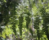 Thelypteris palustris. Часть спороносящей вайи. Пермский край, г. Пермь, Кировский р-н, ООПТ \"Утиное болото\", заросли ивы по краю болота. 20.08.2023.