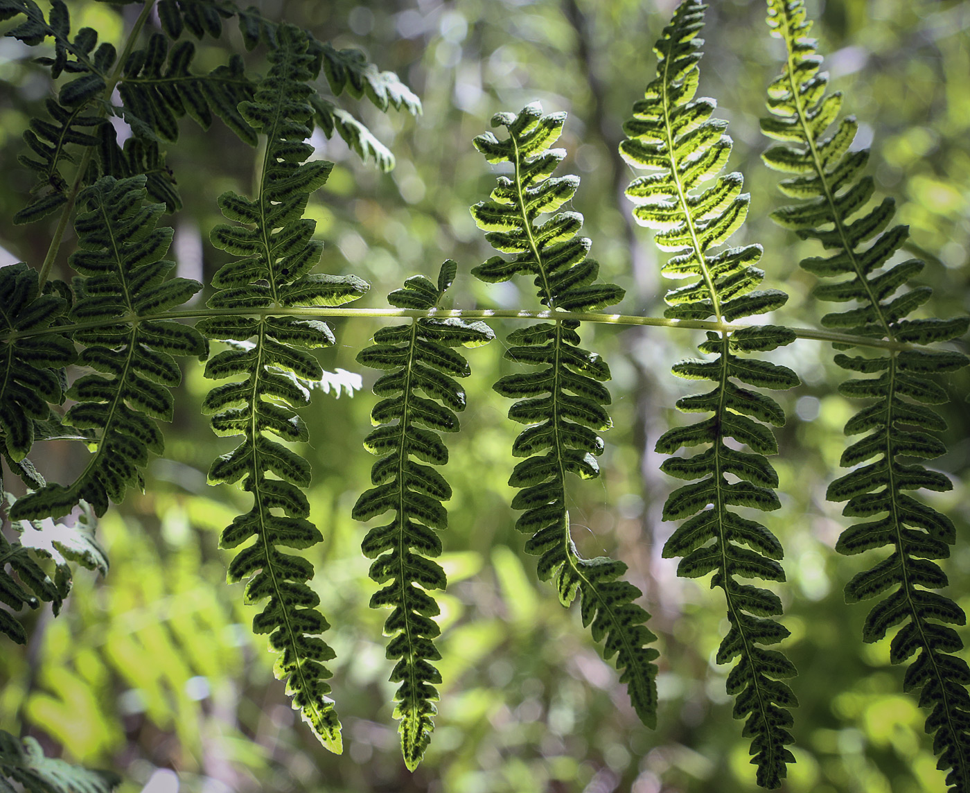 Image of Thelypteris palustris specimen.