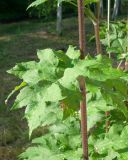 Heracleum dissectum. Стеблевой лист. Республика Саха (Якутия), Горный улус, Мытахский наслег, база \"Уораннах\", поляна у гостевых домиков. 23.07.2023.