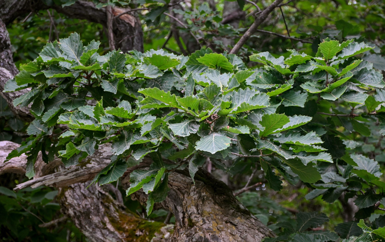 Изображение особи Quercus crispula.