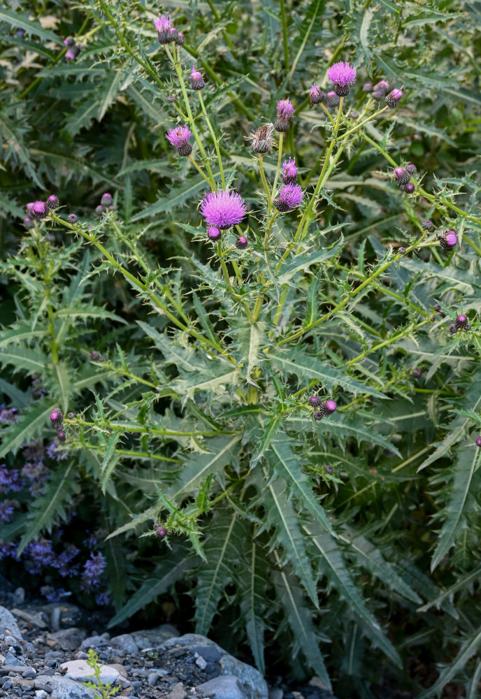 Image of Cirsium uliginosum specimen.