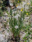 род Tragopogon. Плодоносящее растение в сообществе с Achillea и Anisantha. Армения, обл. Арагацотн, с. Ахцк, ≈ 1000 м н.у.м., сухой склон. 20.06.2022.