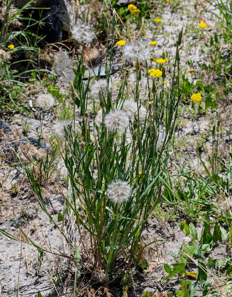 Изображение особи род Tragopogon.