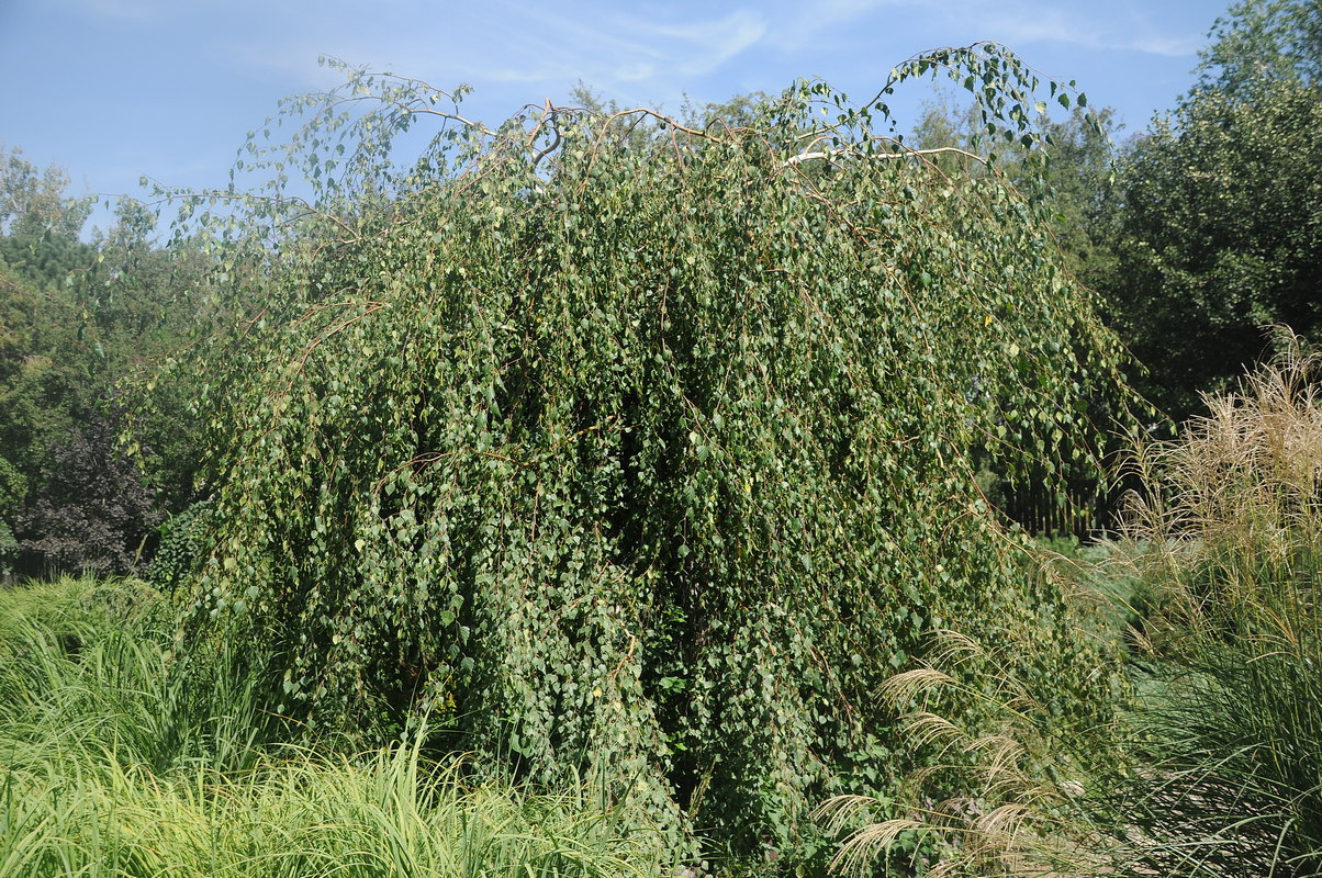 Изображение особи Betula pendula.