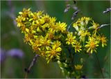 Solidago virgaurea