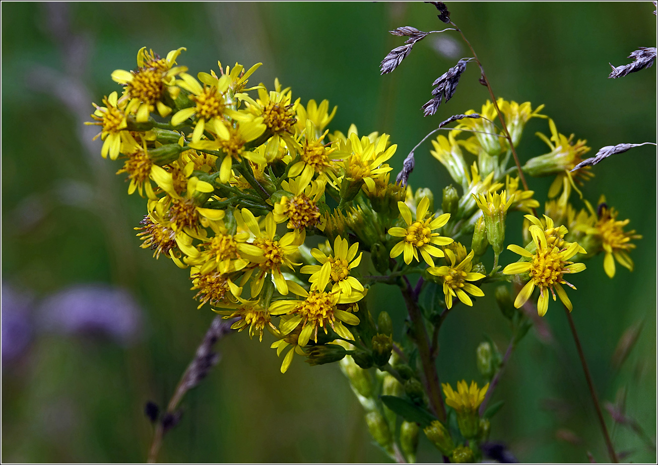 Изображение особи Solidago virgaurea.