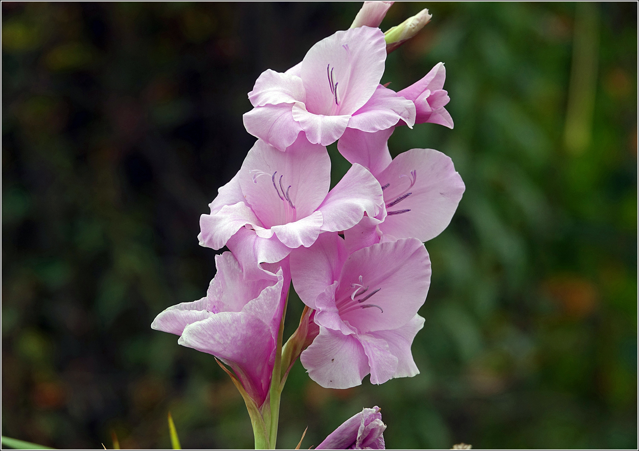 Image of Gladiolus × gandavensis specimen.