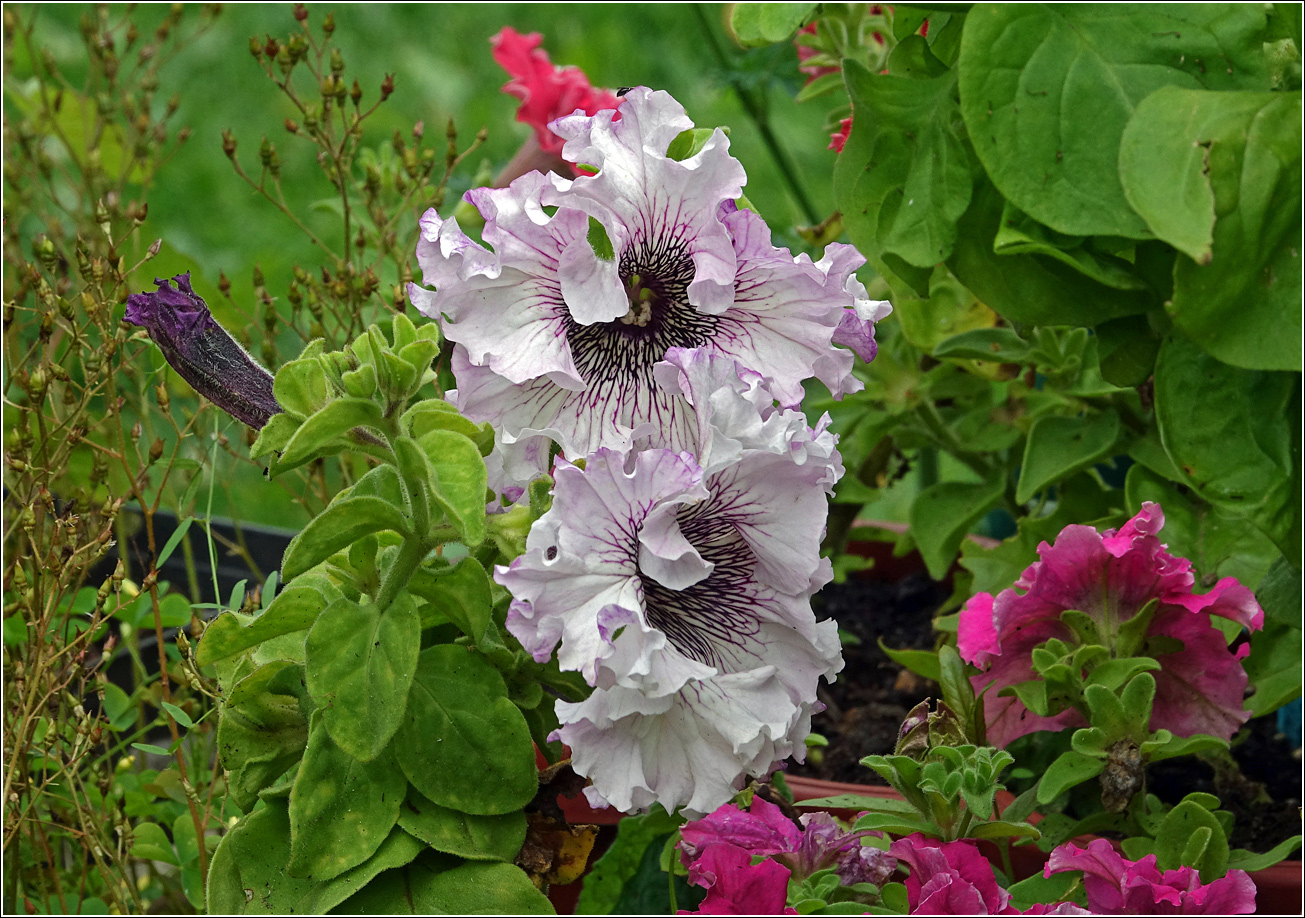 Image of Petunia &times; hybrida specimen.