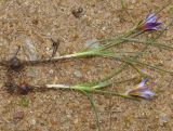 Romulea bulbocodium