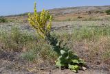 Verbascum speciosum. Цветущее растение. Армения, обл. Арагацотн, окр. с. Агарак, ≈ 1000 м н.у.м., каменистый участок склона. 20.06.2022.