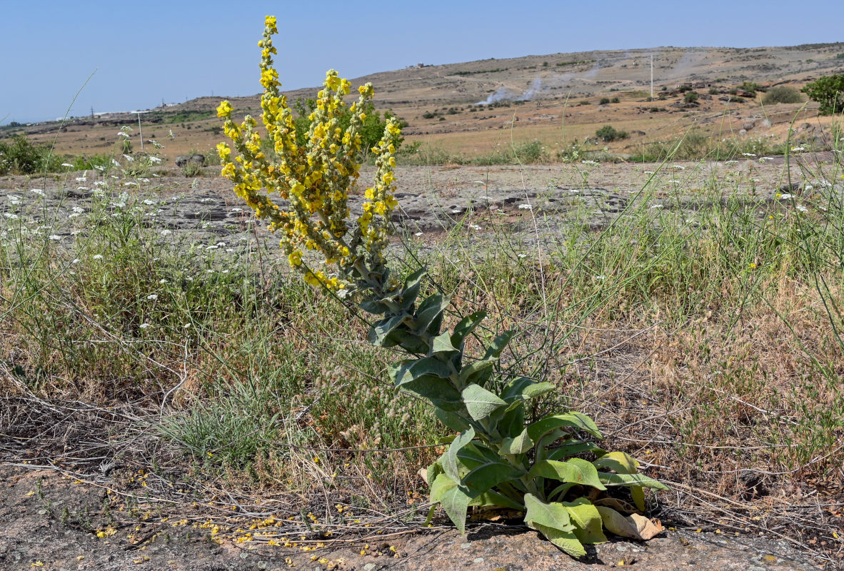 Image of Verbascum speciosum specimen.