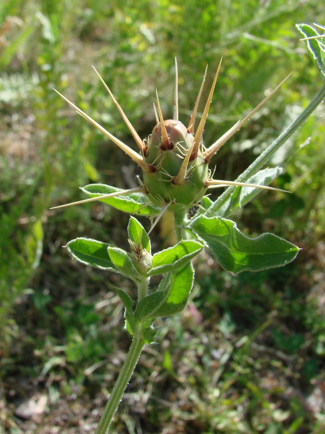 Image of Centaurea iberica specimen.