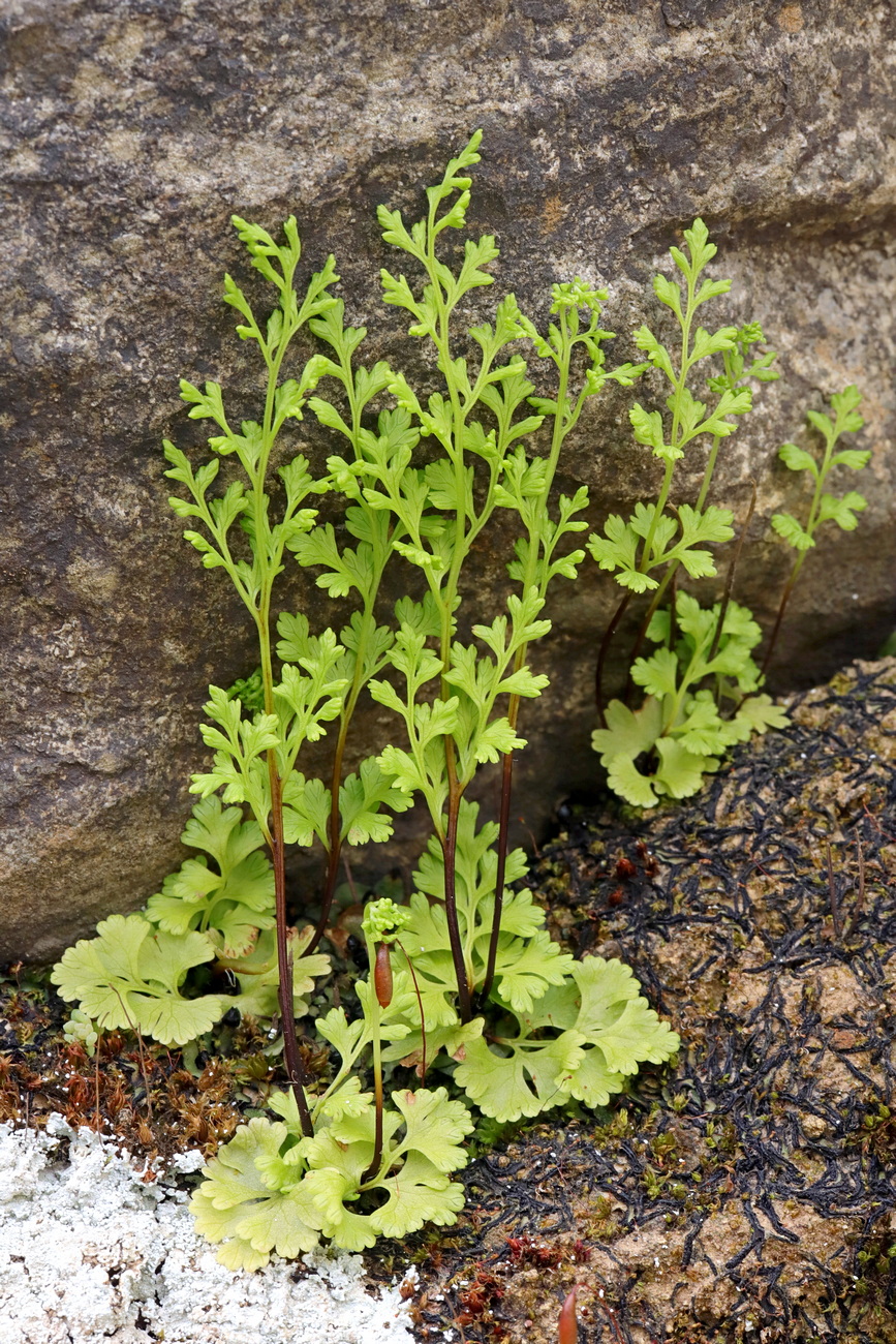 Изображение особи Anogramma leptophylla.