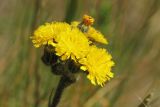 Pilosella lactucella