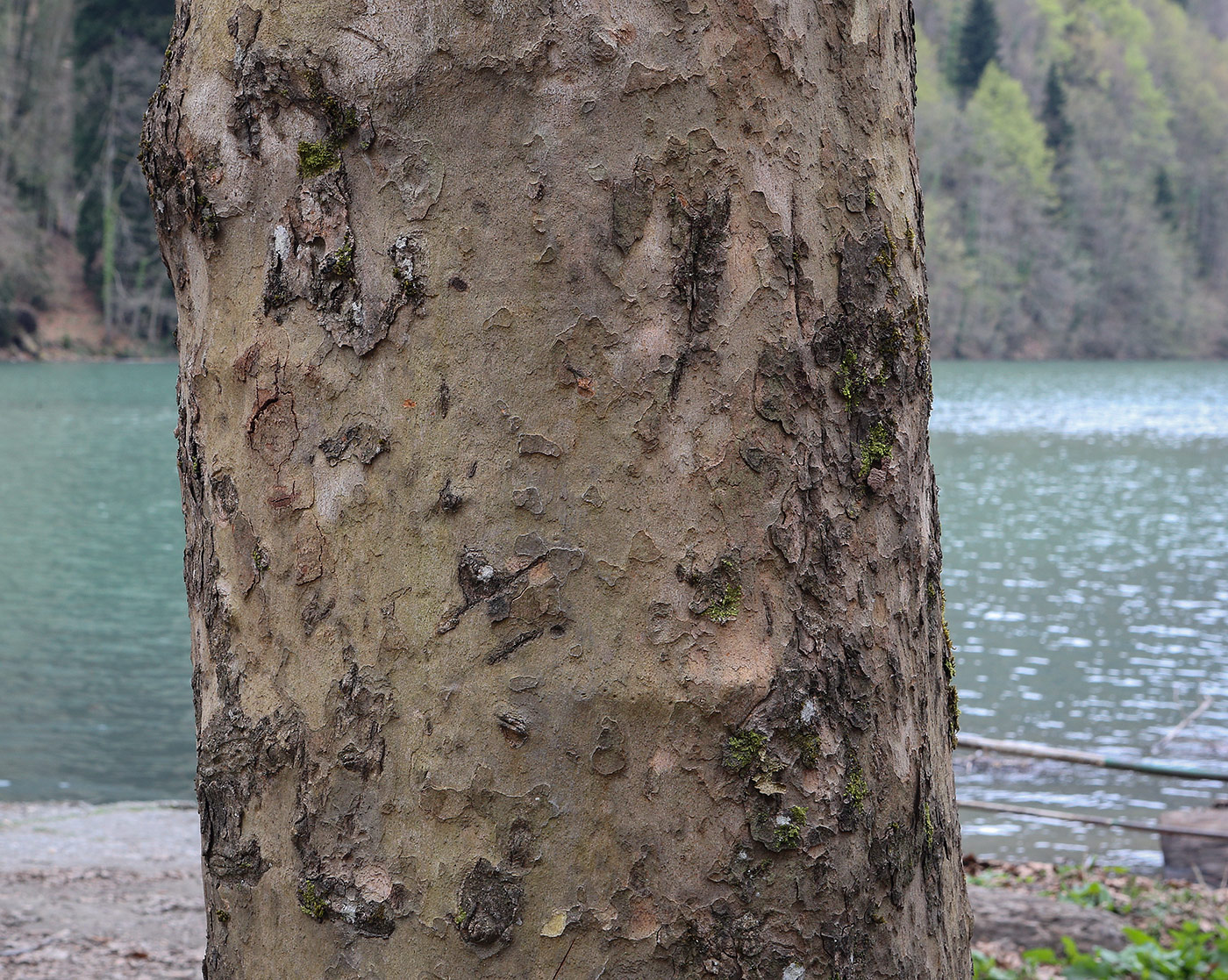 Image of Platanus orientalis specimen.
