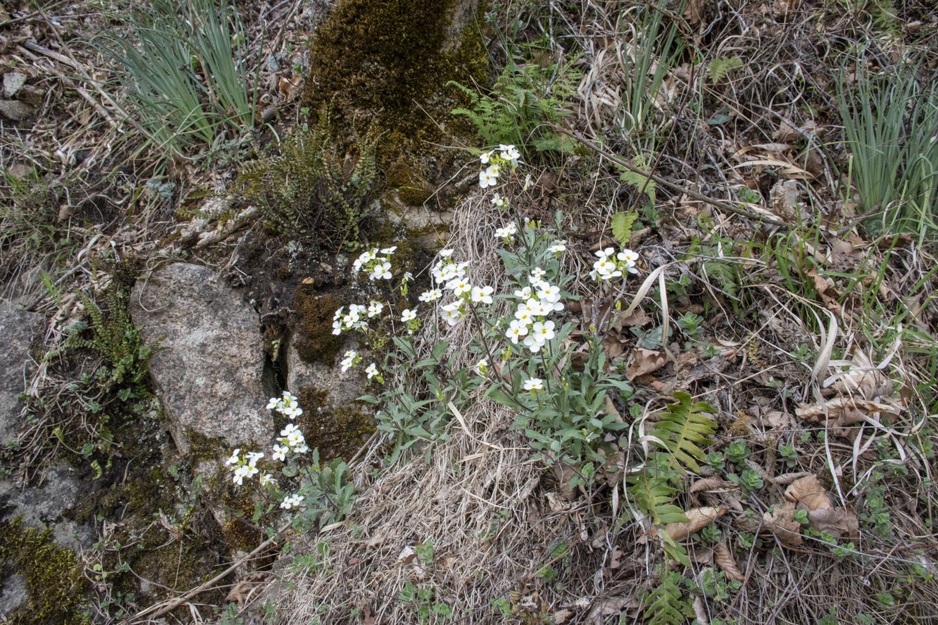 Изображение особи Arabis caucasica.