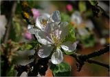 Malus domestica. Цветки. Московская обл., Раменский р-н, окр. дер. Хрипань, садовый участок. 18.05.2024.