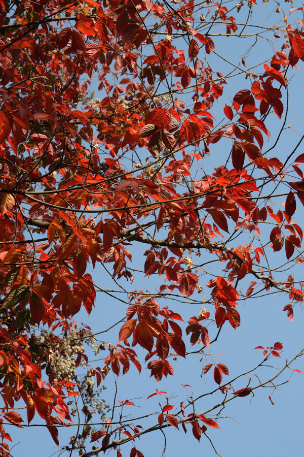 Image of Acer henryi specimen.