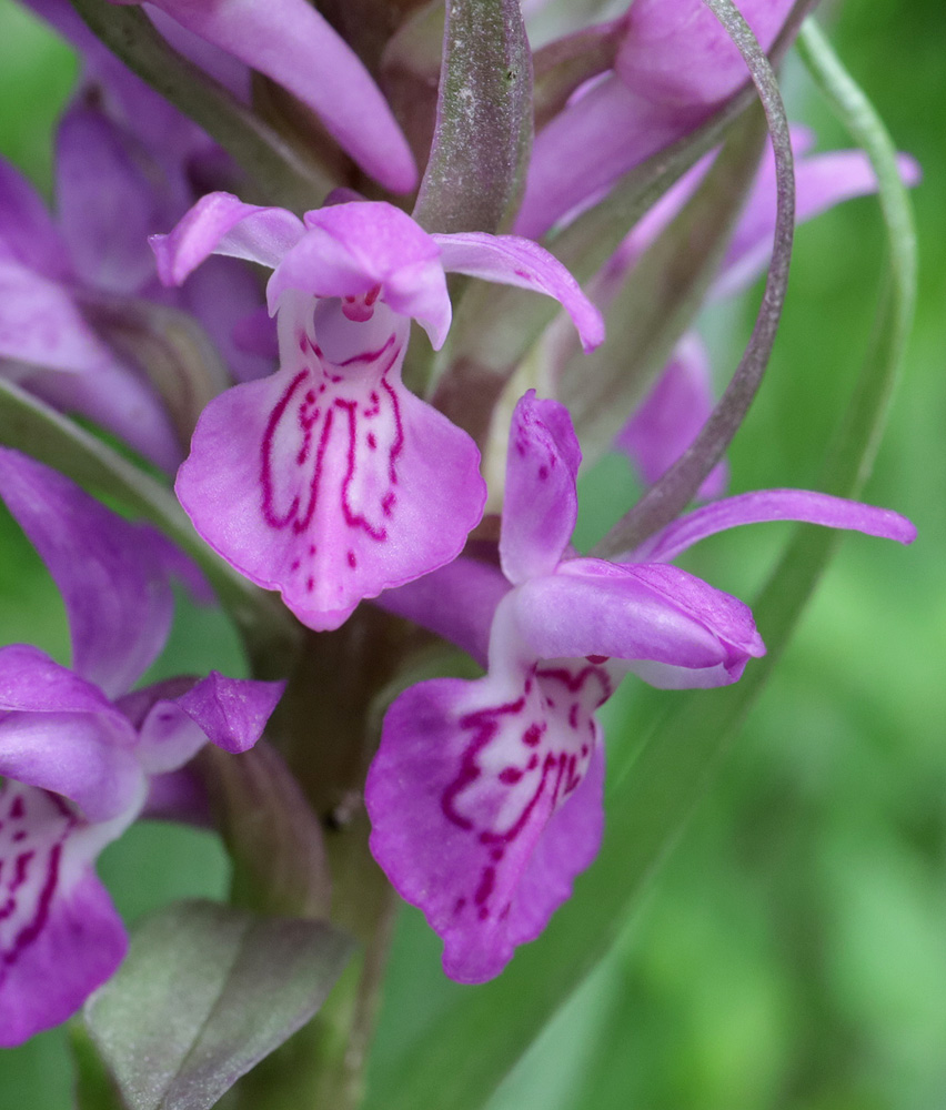 Изображение особи Dactylorhiza incarnata.