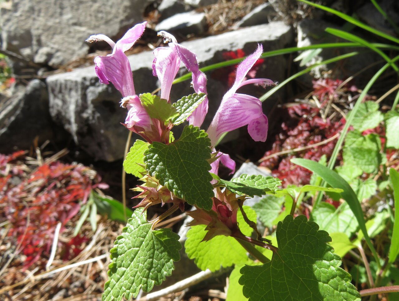 Изображение особи Lamium garganicum.